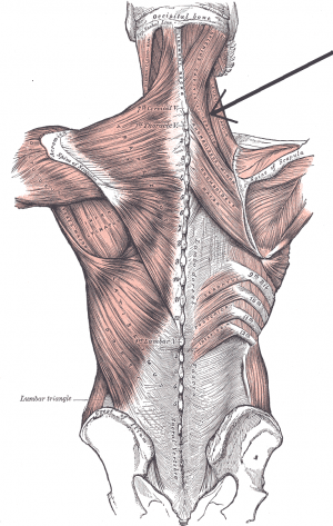 Musculus_splenius_cervicis